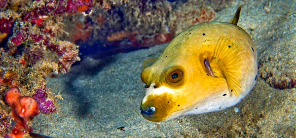 Black Spotted Pufferfish Arothron Nigropunctatus Coral Reef Lembeh North Sulawesi — стоковое фото