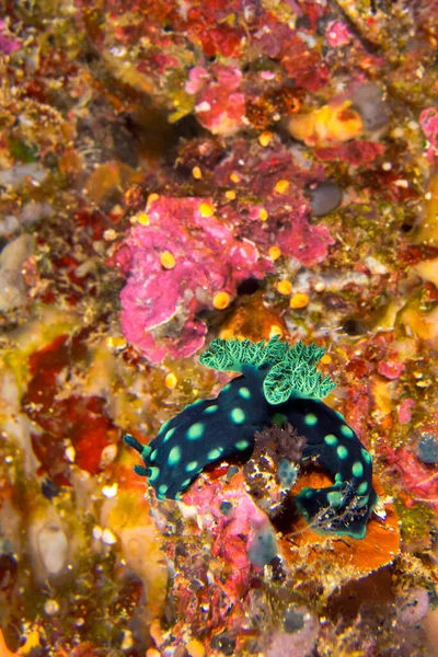 Sea Slug Dorid Nudibranch Crested Nembrotha Nembrotha Cristata Coral Reef — 图库照片