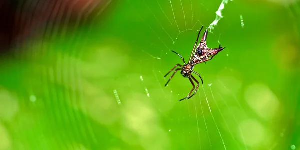 Spider Micrathena Sagittata Tropical Rainforest Marino Ballena National Park Uvita — стокове фото