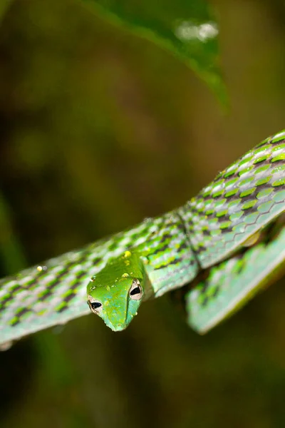 Serpiente Vid Verde Serpiente Azote Nariz Larga Ahaetulla Nasuta Bosque —  Fotos de Stock