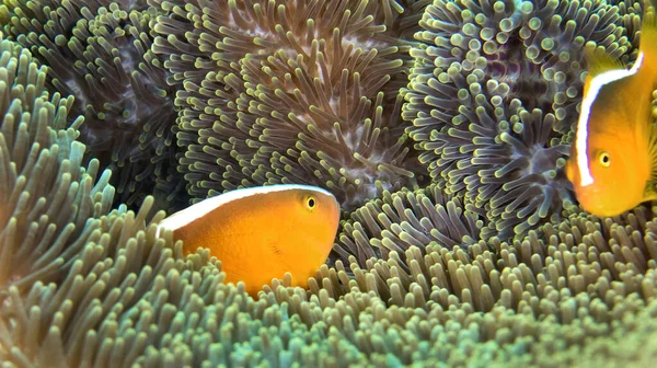 Shunk Anemonefish Oriental Amphiprion Sandaracinos Magnificent Sea Anemone Ritteri Anemone — Foto de Stock