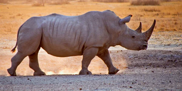 Rinoceronte Bianco Ceratotherium Simum Rinoceronte Dalla Forma Quadrata Santuario Khama — Foto Stock