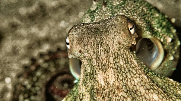 Common Octopus, Octopus vulgaris, Cabo Cope Puntas del Canegre Natural Park, Akdeniz, Murcia, İspanya, Avrupa