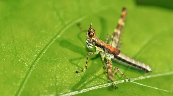 Grasshopper Tropical Rainforest Corcovado National Park Osa Conservation Area Osa — Stock Photo, Image