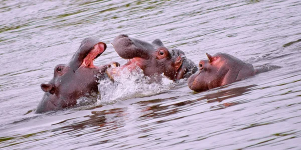 Hippo Hippopotamus Hippopotamus Amphibius Kruger National Park Mpumalanga Sudáfrica África — Foto de Stock