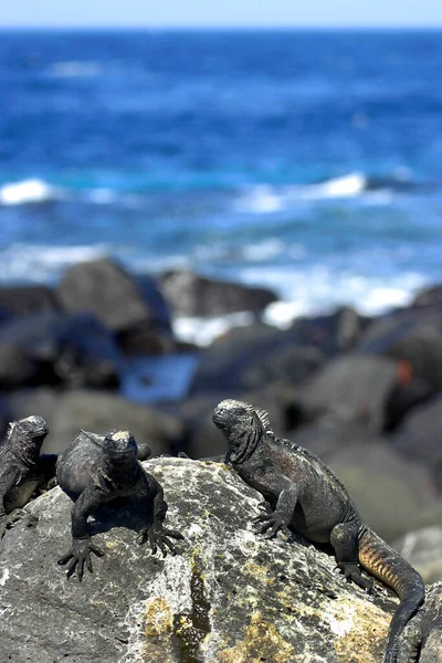 Marine Iguana Amblyrhynchus Kriteri Galapagos Ulusal Parkı Galapagos Adaları Unesco — Stok fotoğraf