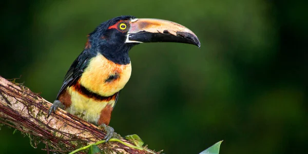 Halsband Aracari Tukan Pteroglossus Torquatus Tropischer Regenwald Costa Rica Mittelamerika — Stockfoto