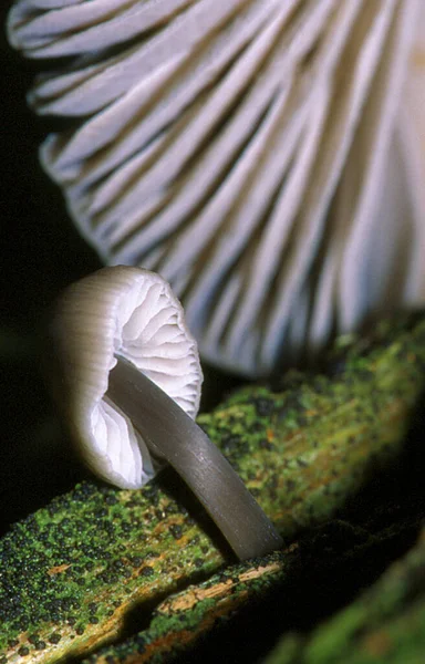 Wild Mushroom Sierra Guadarrama National Park Segovia Castilla Leon Spain — стоковое фото