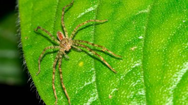 Spider, Tropical Rainforest, Costa Rica, Central America, America