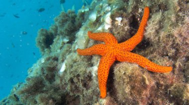 Smooth Starfish, Hacelia attenuata, Cabo Cope Puntas del Calnegre Regional Park, Mediterranean Sea, Murcia, Spain, Europe
