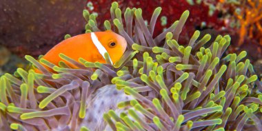 Blackfinned Anemonfish, Amphiprion nigripes, Magnificent Sea Anemone, Heteractis magnifica, Coral Reef, South Ari Atoll, Maldivler, Hint Okyanusu, Asya