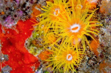 Kaplayan Deniz Anemone, Mercan Resifi, Lembeh, Kuzey Sulawesi, Endonezya, Asya