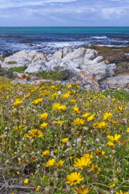 Rocky Coast ve Waves, Walker Körfezi Doğa Koruma Alanı, Gansbaai, Batı Burnu, Atlantik Okyanusu, Güney Afrika, Afrika