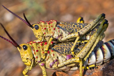 Grasshoppers, Kruger National Park, Mpumalanga, South Africa, Africa