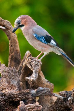 Jay, Garrulus glandarius, Tajo River, Monfrague National Park, SPA, ZEPA, Biosphere Reserve, Caceres Province, Extremadura, Spain, Europe
