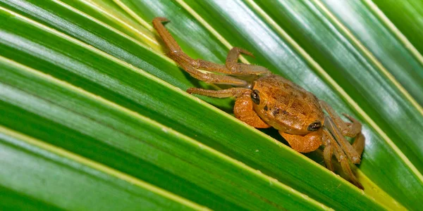Rainforest Crab Tropical Rainforest Marino Ballena National Park Uvita Osa — Stock Photo, Image