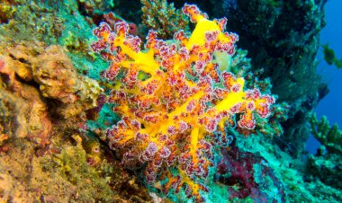 Multi-branched Trees Soft Coral, Coral Reef, South Male Atoll, Maldives, Asia