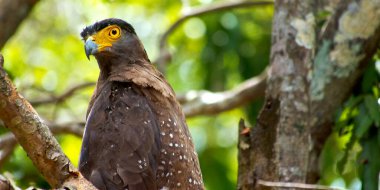 Armalı Yılan Kartalı, Dökülen Çita, Wilpattu Ulusal Parkı, Sri Lanka, Asya