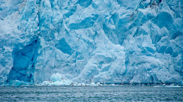 Buzağılama Derin Mavi Buzul Signehamna Limanı Nordvest Spitsbergen Ulusal Parkı — Stok fotoğraf