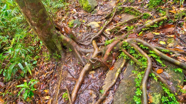 Old Trees Roots Sinharaja National Park Rain Forest Unesco World — Photo
