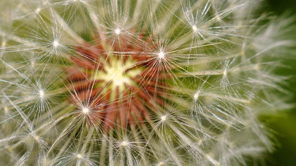 Flying Seed, Common Dandelion, Taraxacum officinale, Taraxacon, Sierra de Guadarrama National Park, Segovia, Castilla y Leon, Spain, Europe