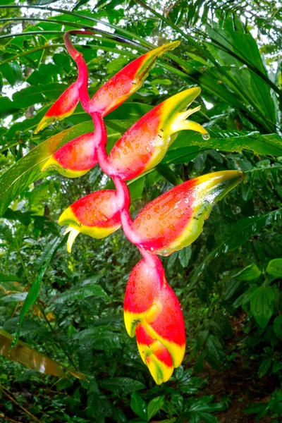 Heliconia Lobster Claw False Bird Paradise Heliconia Bihai Tropical Rainforest — Zdjęcie stockowe