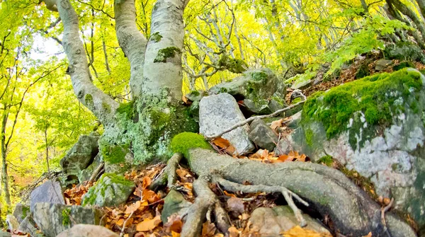 Hayedo Pedrosa Beech Forest Riofrio Riaza Sierra Aylln Segovia Castilla — стоковое фото