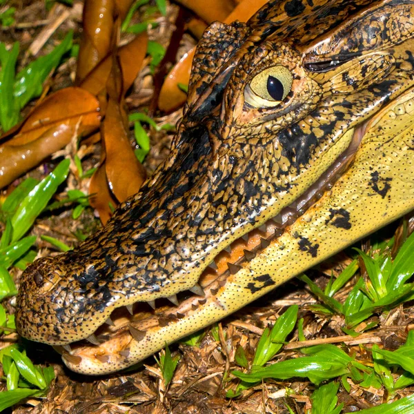 Spectacled Kaaiman Witte Kaaiman Kaaiman Krokodil Tropisch Regenwoud Costa Rica — Stockfoto