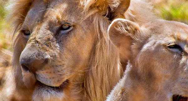 Lion Panthera Leo Wildlife Reserve Zuid Afrika Afrika — Stockfoto