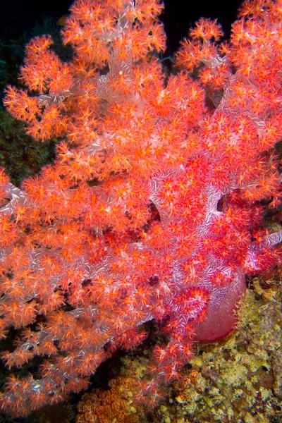 Multi Branched Trees Soft Coral Coral Reef South Male Atoll — стокове фото