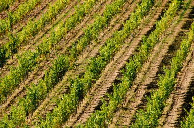 La Rioja 'da köşegen bir üzüm bağının görüntüsü