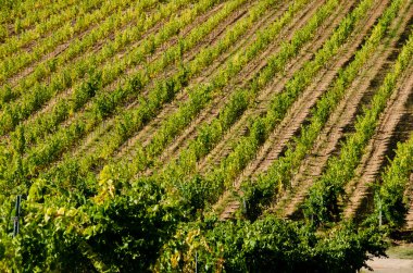 La Rioja 'da köşegen bir üzüm bağının görüntüsü