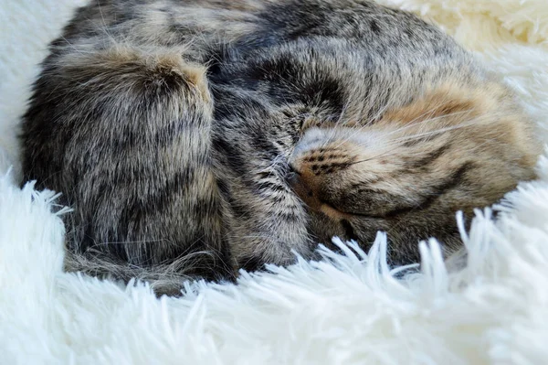 하얀 담요 위에 누워 있는 줄무늬메인 코온 고양이웃긴 포즈 — 스톡 사진