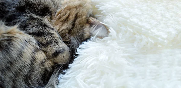 Striped Maine Coon Cat Lying Bed White Blanket Funny Pose — Stock Photo, Image