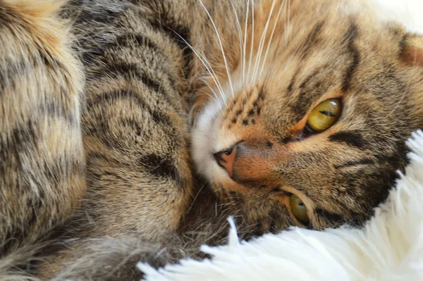 담요를 고양이 줄무늬 귀여운 고양이 — 스톡 사진