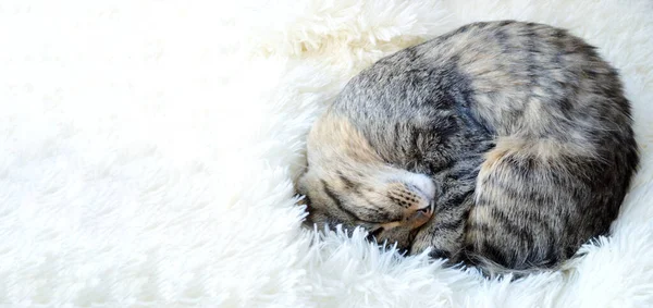 Striped Maine Coon cat lying on bed white blanket funny pose — Stockfoto