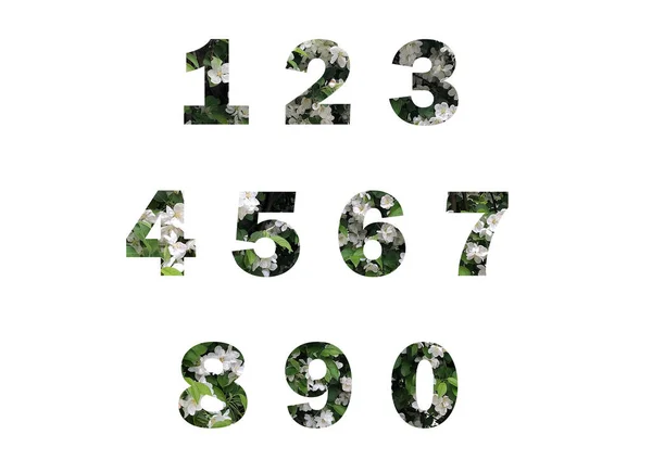 Pozadí Bílých Květin Zelenými Listy Prostřílel Vyříznutou Siluetou Čísel — Stock fotografie