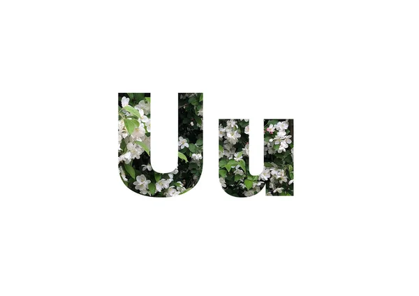 背生着绿色叶子的白色花朵 在字母U的截断轮廓中拍摄 — 图库照片