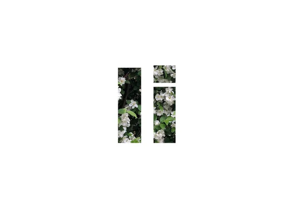 Fundo Flores Brancas Com Folhas Verdes Tiro Através Silhueta Recortada — Fotografia de Stock