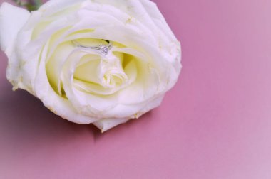 Pembe arka planda beyaz bir gül. Yakın plan..