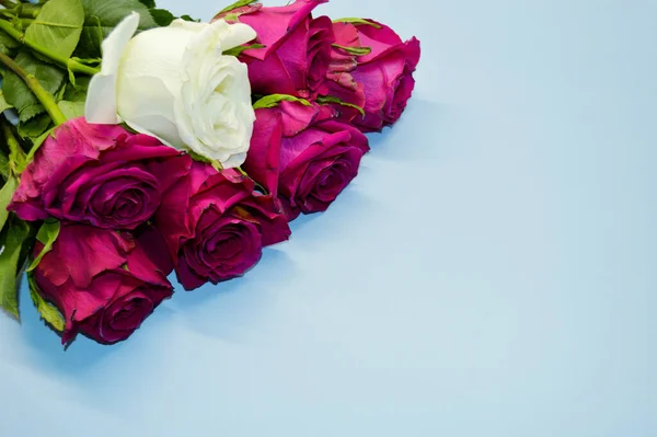 Букет Червоних Троянд Лежить Синьому Фоні — стокове фото