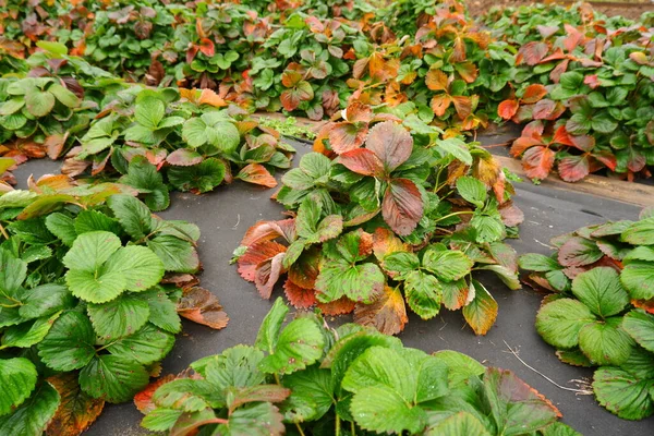 Feuilles Fraises Rouges Vertes Automne Sur Jardin Agriculteur Préparation Pour Images De Stock Libres De Droits