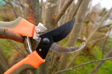 Kuru erik bir çalıda asılı duruyor. Bahçıvan sonbaharda çalıların kuru dallarını budadı, bahçe makası kullanarak çalıları budadı.