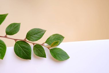 Hassas beyaz-sarı arkaplanda yeşil yaprakları olan güzel bir dal. Pastel renklerde yaz ya da yaz dekoratif kompozisyonu. Şablon, doğal kozmetik ürünleri için boş..