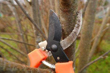 Bahçe budama makinesi bir çalılığın dallarında asılı duruyor. Bahçe konsepti, kışa hazırlık, sonbaharda veya ilkbaharda kuru çalıların budamak için bahçe makası ile budanması.