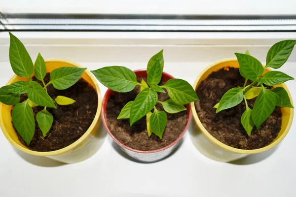 Young Pepper Seedlings Pots Growing Vegetables Bell Pepper Sprouts Chili — Stock Photo, Image