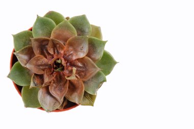 Tencerede ölü echeveria. Mantarlı ve bakteriyel hastalıklı çürük sulular, enfeksiyonlar. Kapalı alandaki bitkilerin düzgün bakımı kavramı.