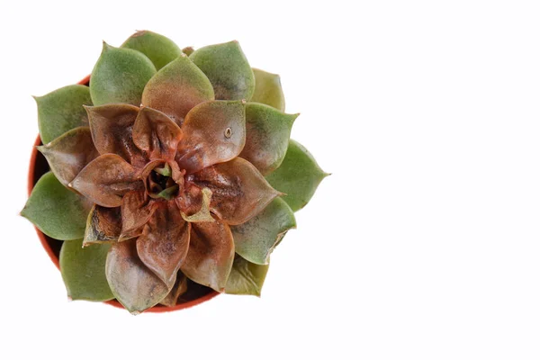 Tencerede ölü echeveria. Mantarlı ve bakteriyel hastalıklı çürük sulular, enfeksiyonlar. Kapalı alandaki bitkilerin düzgün bakımı kavramı.