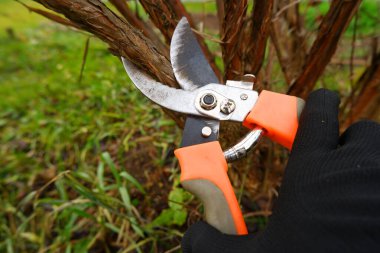 Siyah iş eldivenli kadın bir çiftçinin elleri budama makinesiyle çalışıyor. Bir bahçıvan size sonbaharda çalıları budamak için bahçe makası kullanarak kuru dalları nasıl budayacağınızı gösterecek.