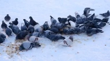 Parktaki karda ekmek kırıntılarını gagalayan bir güvercin sürüsü. Güvercinleri beslemek, kuşlara yardım etmek ve onlara kışın bakmak..
